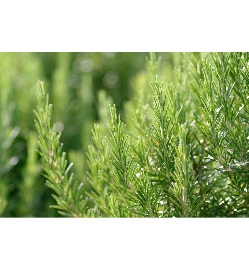 WELEDA Men aftershave balsem (100 ml) - image 4