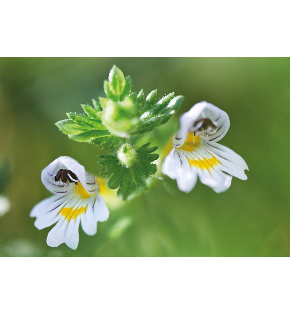 WELEDA Ogentroost oogdruppels 0.4ml (20 stuks) - image 2