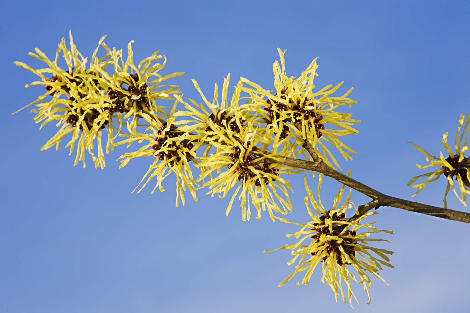 WELEDA Reinigingsolie & make up remover (150 ml) - image 5