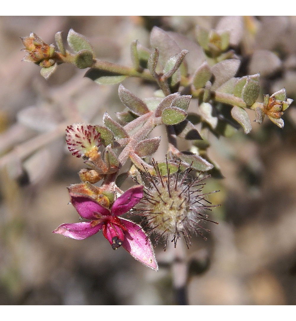 WELEDA Tandvleesbalsem (30 ml) - image 2