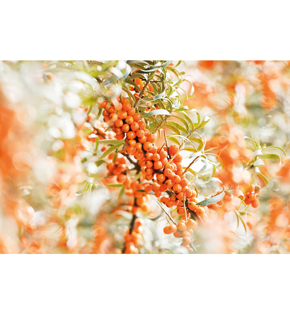 WELEDA Duindoorn vitaliserende handcreme (50 ml) - image 2