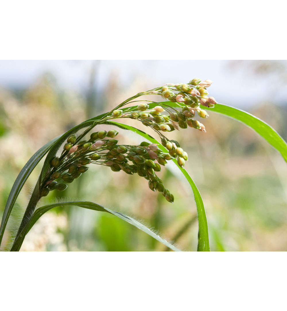 WELEDA Pluimgierst milde shampoo (190 ml)