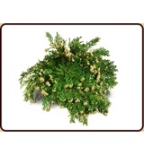 Ruben Robijn Roos van Jericho (1 stuk)