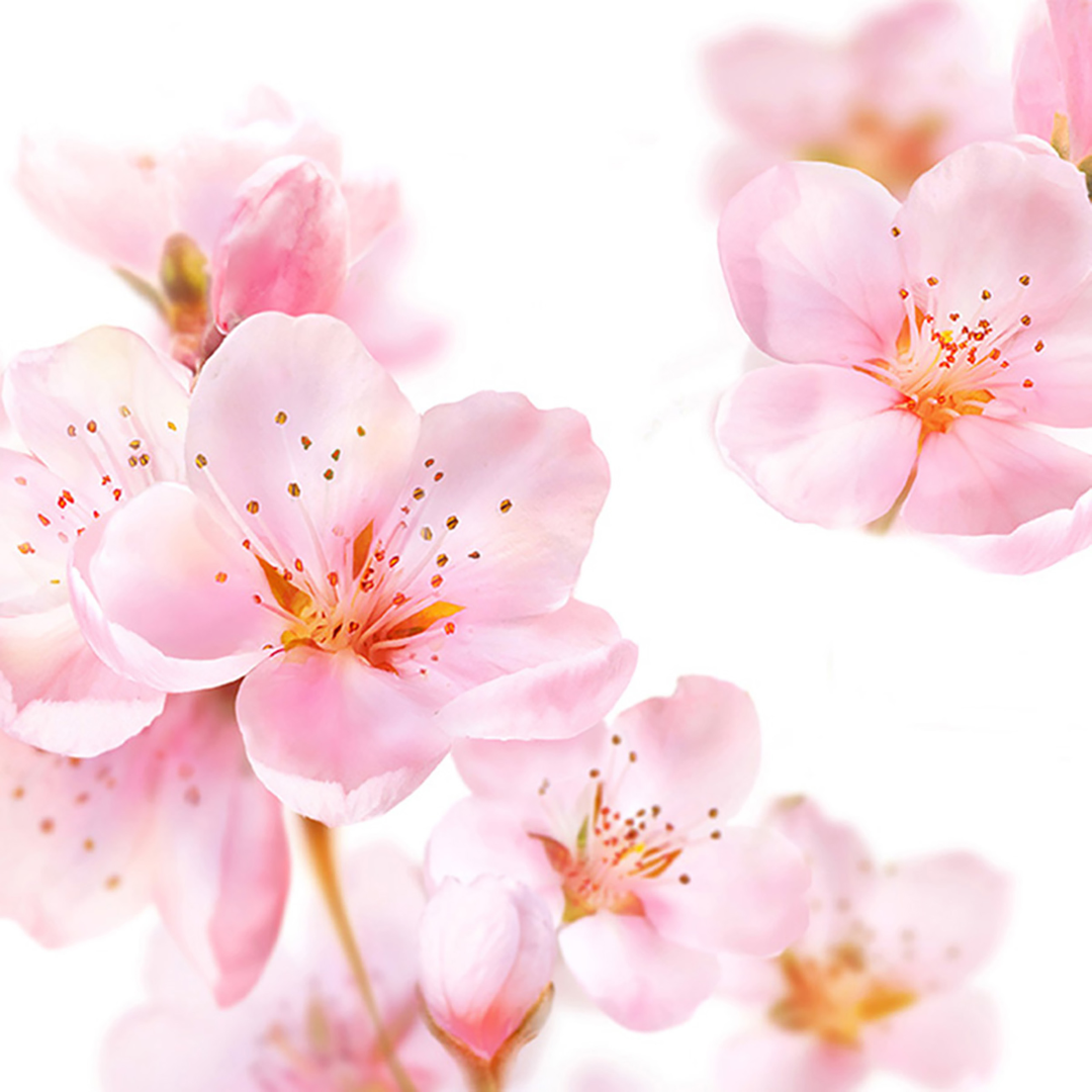 Kneipp Softening bodylotion soft skin (200 ml) - image 2