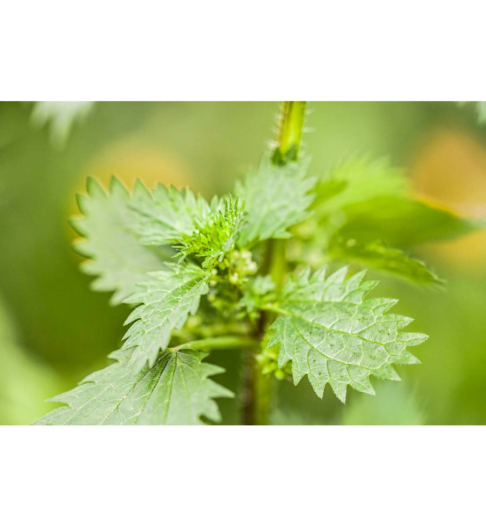 WELEDA Urtica zalf (25 gr) - image 2