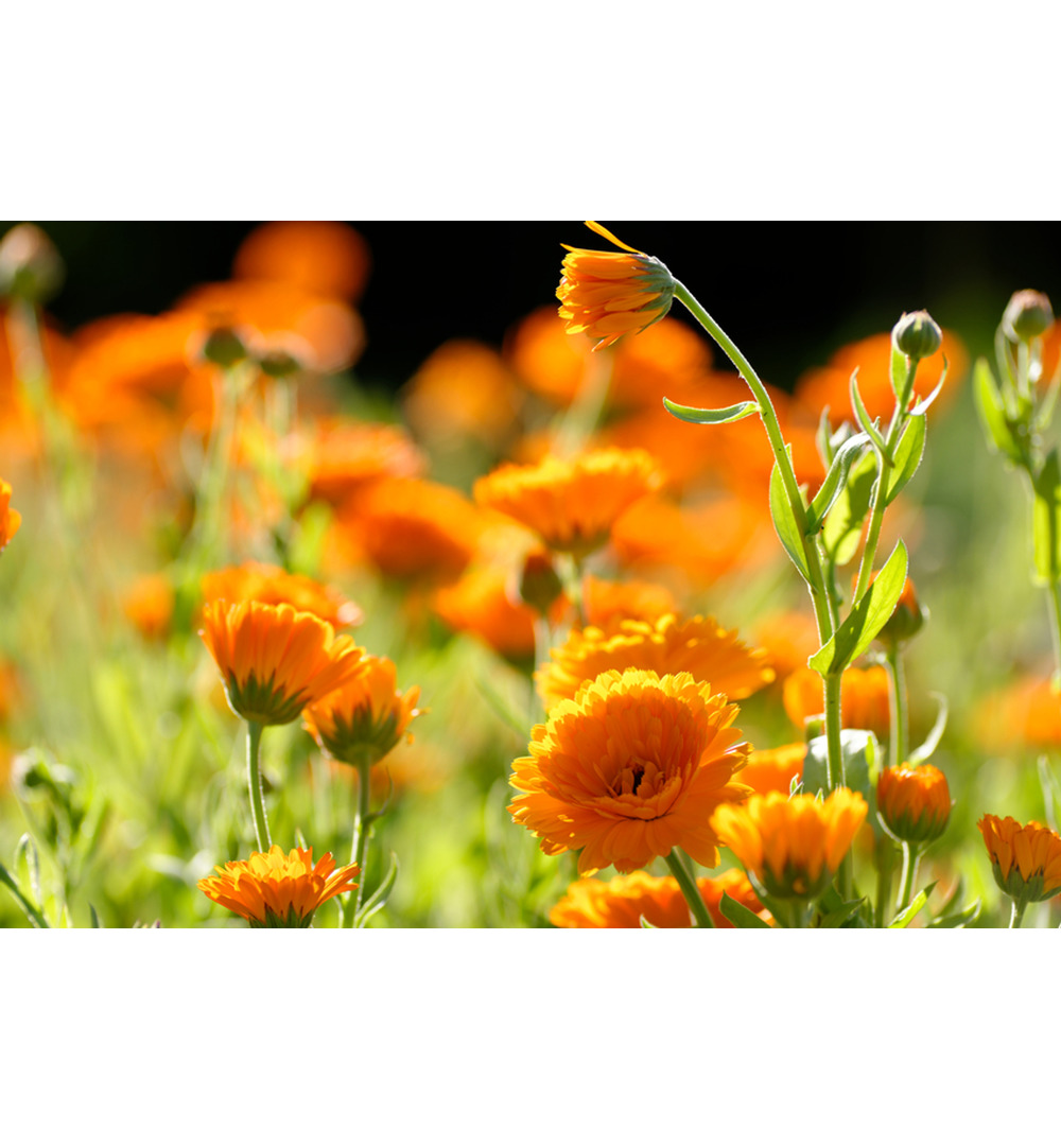 WELEDA Calendula spray (30 ml) - image 2