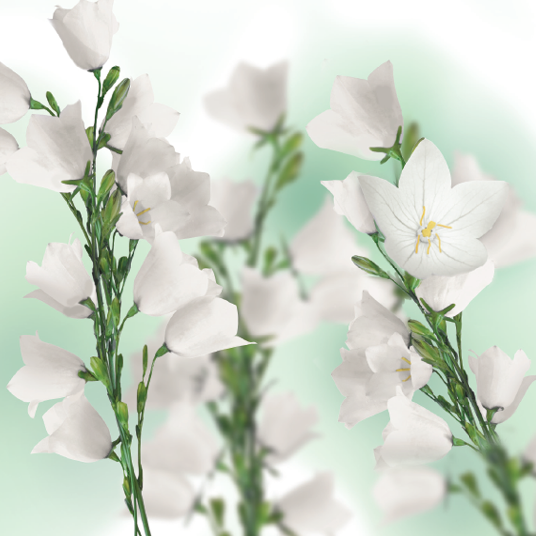 Kneipp Massageolie balancing (100 ml) - image 4