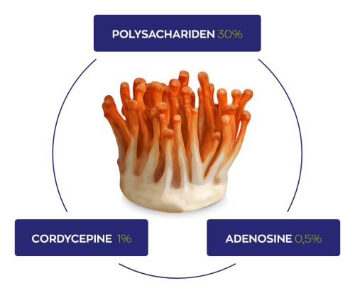Vitakruid Cordyceps Cpa3 Mycelium Extract 12:1 (60 vega capsules) - image 4