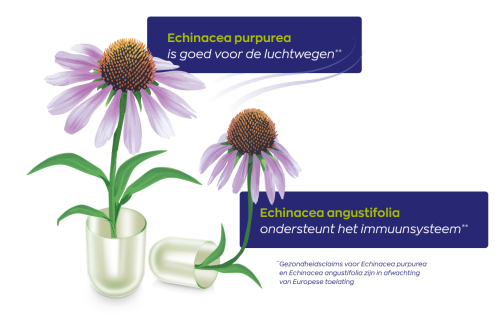 Vitakruid Echinacea 600 Purpurea (4%) Angustifolia (6%, 4%) (90 vega capsules) - image 4